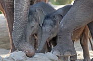 Young elephant (Elephas maximus)