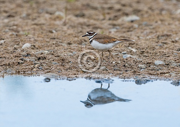 Semipalmated Plover Reflection