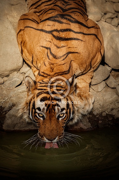 Beautiful tiger in the nature habitat. Tiger pose in amazing light. Wildlife scene with wild animal. Indian wildlife. Indian tiger. Panthera tigris tigris.