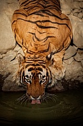 Beautiful tiger in the nature habitat. Tiger pose in amazing light. Wildlife scene with wild animal. Indian wildlife. Indian tiger. Panthera tigris tigris.