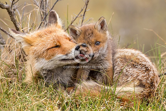 Red fox cubs Red fox cubs