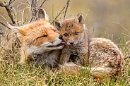 Red fox cubs