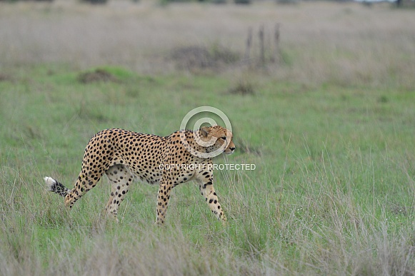 Cheetah on the move Cheetah on the move