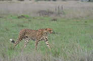 Cheetah on the move