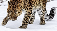 Amur Leopard-Down Low and Stealthy