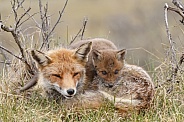 Red fox cubs in there natural habitat