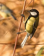 Great Tit in Autumn Colours