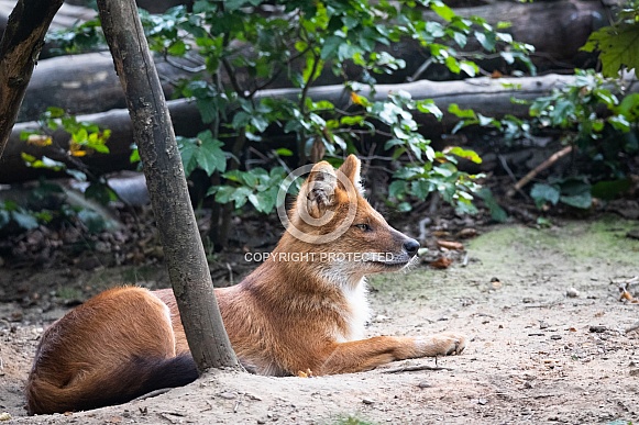 Dhole