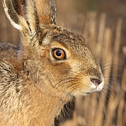 Brown Hare