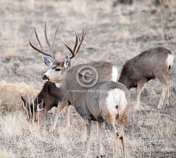 Wild Mule Deer Bucks