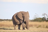 Elephants – Wildlife Reference Photos for Artists