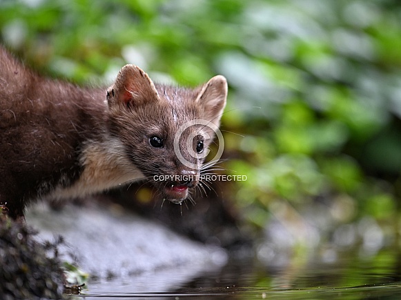 Pine marten