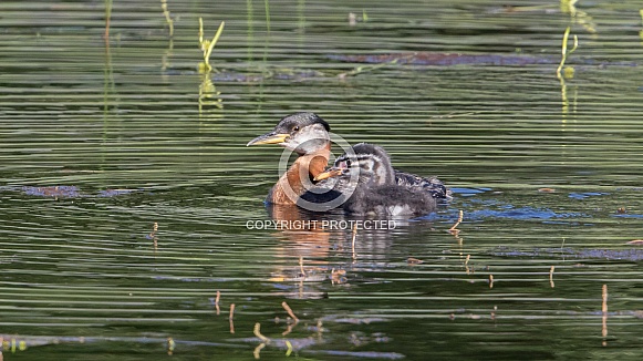 Red-necked Grebe with Chick in Alaska