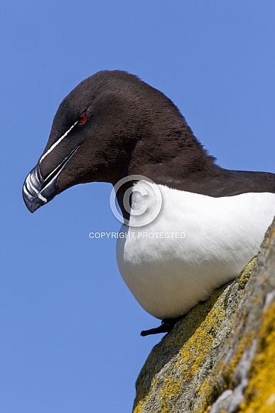 Razorbill or Lesser Auk (Alca torda)