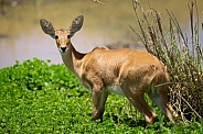 Bohor reedbuck by the water