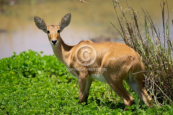 Bohor reedbuck by the water
