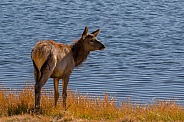 Elk Calf at Yellowstone Lake