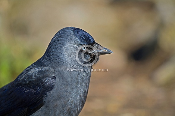 Jackdaw Jackdaw