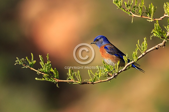 Western Bluebird