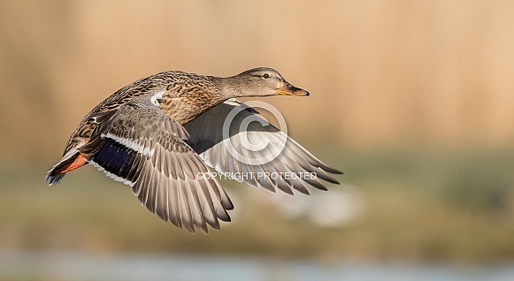 Mallard