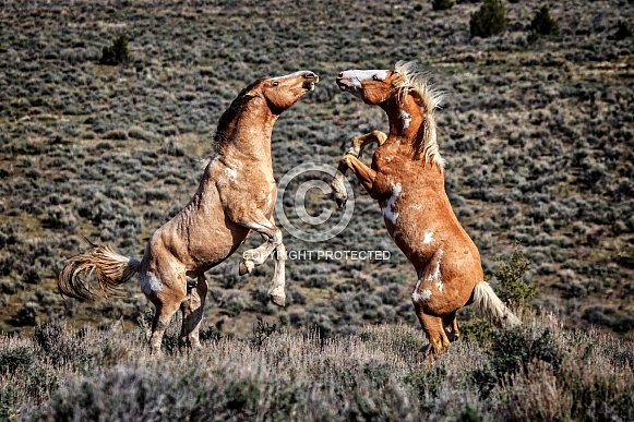 Wild Horse—Steens Mountains Oregon