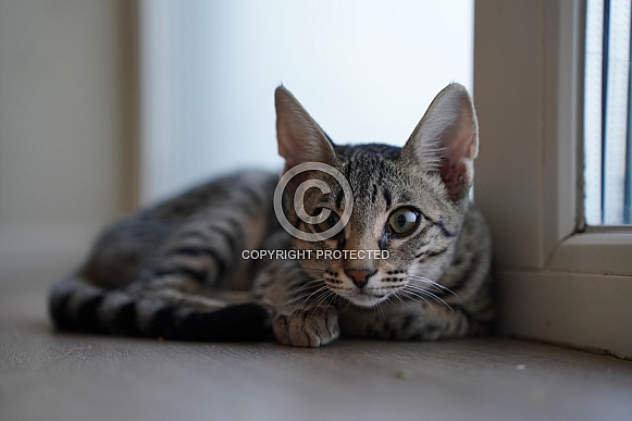 Savannah Cat