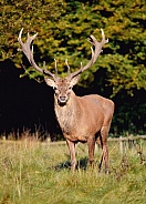 Red Deer Stag