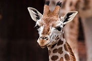 Head shot of giraffe