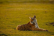 Beautiful tiger in the nature habitat. Tiger pose in amazing light. Wildlife scene with wild animal. Indian wildlife. Indian tiger. Panthera tigris tigris.