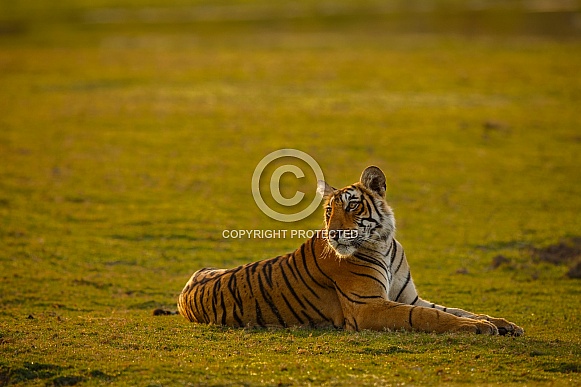 Beautiful tiger in the nature habitat. Tiger pose in amazing light. Wildlife scene with wild animal. Indian wildlife. Indian tiger. Panthera tigris tigris.