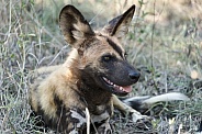 African Painted Dog