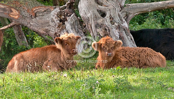 Highland Cattle Highland Cattle