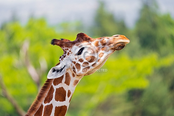 Giraffe looking up