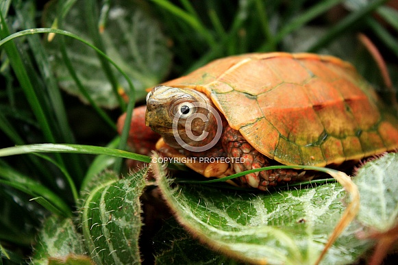 Black-breasted leaf turtle (Geoemyda spengleri)