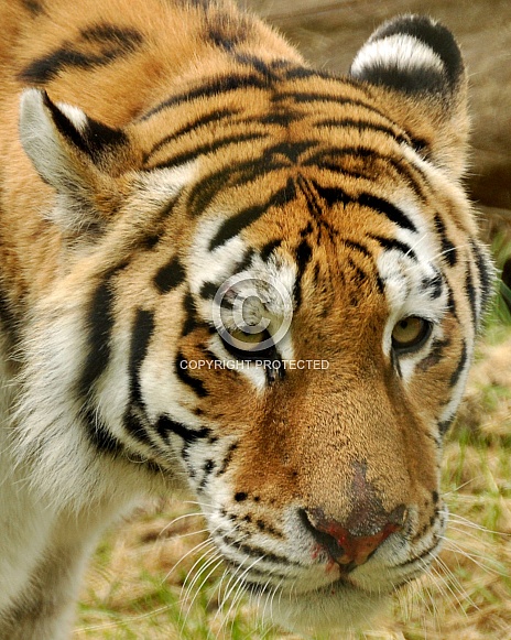 brooding tiger