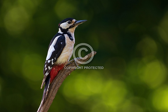 Great Spotted Woodpecker