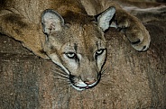 Mountain Lion