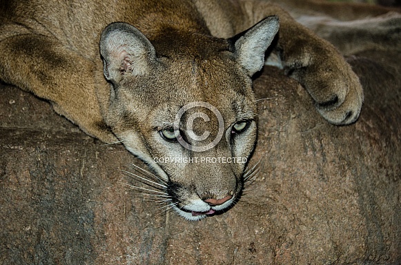 Mountain Lion Mountain Lion