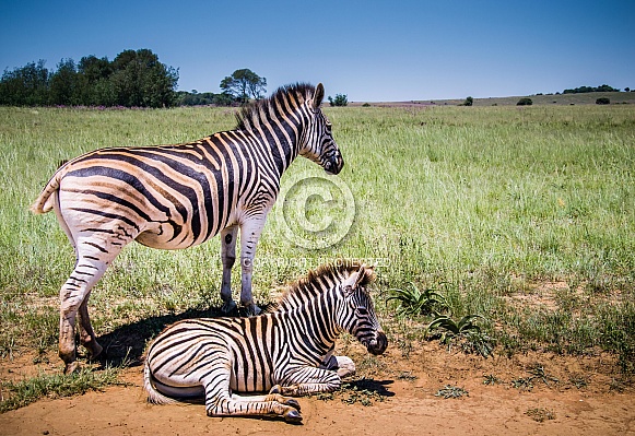 Zebra Zebra