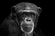 Chimpanzee Close Up Face Shot Black and White