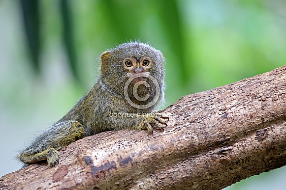 Pygmy marmoset (Callithrix pygmaea) Pygmy marmoset (Callithrix pygmaea)