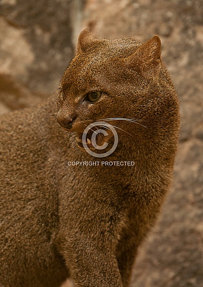 Jaguarundi