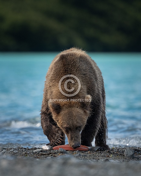 Bear eating a salmon on the shore of a lake