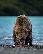 Bear eating a salmon on the shore of a lake