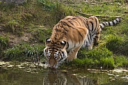 Siberian Tigress (Panthera Tigris Altaica)