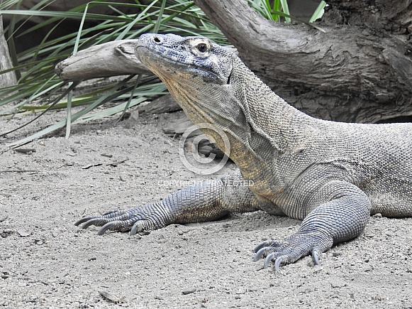 Komodo dragon