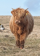 Highland cow