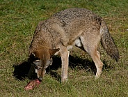 Red Wolf