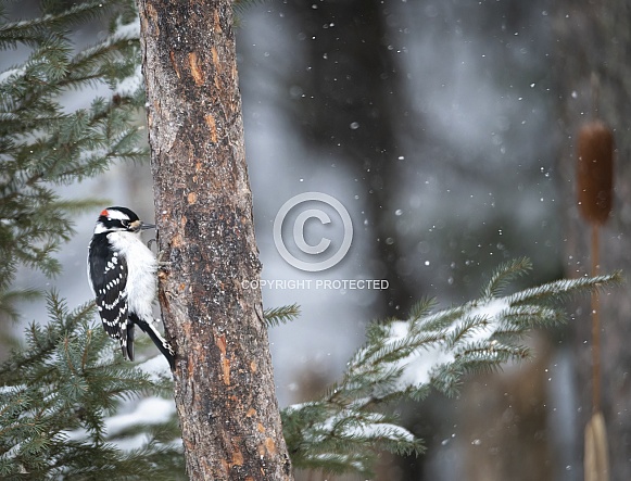 Downy Woodpecker in the snow Downy Woodpecker in the snow