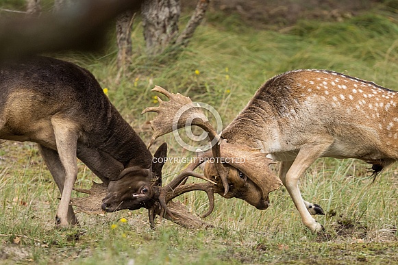 Fallow Deer